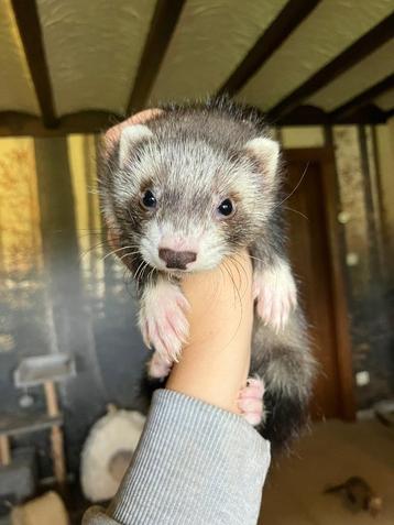 Half angora moertjes beschikbaar voor biedingen