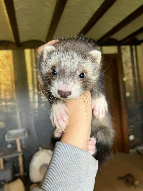 Half angora moertjes, Dieren en Toebehoren, Overige Dieren, Vrouwelijk, Mei