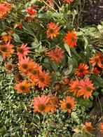 Zaden echinacea oranje, Tuin en Terras, Ophalen of Verzenden, Volle zon