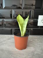 Sanseveria Moonshine - Vrouwentong, Huis en Inrichting, Vetplant, Minder dan 100 cm, Groene kamerplant, Halfschaduw