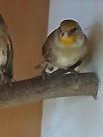 Bastaard Putters, Dieren en Toebehoren, Vogels | Overige Vogels, Mannelijk, Wildzangvogel, Geringd