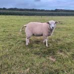 2 rammen en 1 ooi, Meerdere dieren, Schaap
