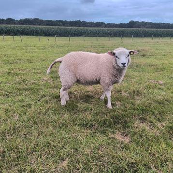 2 rammen en 1 ooi beschikbaar voor biedingen