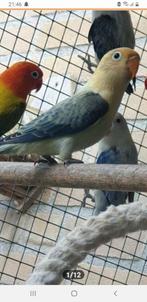 Fisheri turquoise opaline blauw Jong., Dwergpapegaai of Agapornis