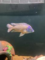 4 malawi cichliden mannen, Dieren en Toebehoren, Vissen | Aquariumvissen, Vis