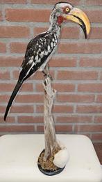 opgezette zeldzame zuidelijke geelsnaveltok, Verzenden, Zo goed als nieuw, Vogel, Opgezet dier