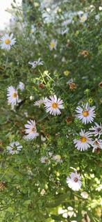 Herfstaster, Tuin en Terras, Planten | Tuinplanten, Ophalen, Zomer, Overige soorten, Halfschaduw