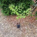 Starters planten diverse soorten, Ophalen, Minder dan 100 cm