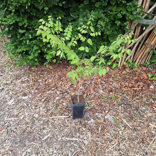 Starters planten diverse soorten, Tuin en Terras, Planten | Struiken en Hagen, Minder dan 100 cm, Ophalen