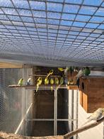 Grasparkieten in div kleuren, Meerdere dieren, Parkiet