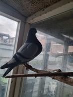 canaria doffer en duivin 2025, Dieren en Toebehoren, Meerdere dieren, Kropper