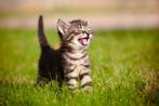 Kitten gezocht, Dieren en Toebehoren, Ophalen of Verzenden