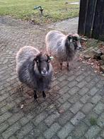 Schapen te koop, Dieren en Toebehoren, Schapen, Geiten en Varkens, 3 tot 5 jaar