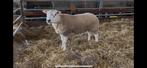 Engelse / Britse Texelaar ram booroola gen, Dieren en Toebehoren, Schapen, Geiten en Varkens, Mannelijk, Schaap, 0 tot 2 jaar