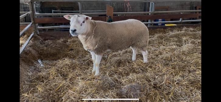Engelse / Britse Texelaar ram booroola gen, Dieren en Toebehoren, Schapen, Geiten en Varkens, Schaap, Mannelijk, 0 tot 2 jaar