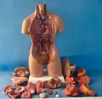 Menselijk Torso Anatomiemodel 55cm / Biologie Lichaam, Verzenden, Nieuw