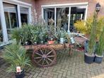 Mediterrane tuinplanten -Citrus/Agave/Palm/Cactus/Eucalyptus, Tuin en Terras, Planten | Tuinplanten, Volle zon, Vaste plant, Zomer