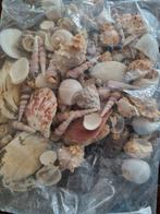 Mooie schelpen, Ophalen of Verzenden