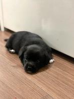 Cardigan Welsh Corgies, Dieren en Toebehoren, Honden | Niet-rashonden, Parvo, 8 tot 15 weken, Teef, Meerdere