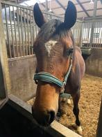 Dressuur jaarling hengst heeft maat en fijn karakter, Dieren en Toebehoren, Paarden, Gechipt, Niet van toepassing, Dressuurpaard