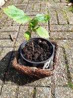 Hibiscus Oiseau blue., Tuin en Terras, Planten | Struiken en Hagen, Overige soorten, Minder dan 100 cm, Ophalen