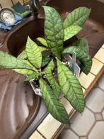 Hoya pakket 2, Verzenden, Halfschaduw, Minder dan 100 cm