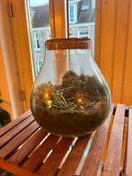 Terrarium met planten, Overige soorten, In pot, Minder dan 100 cm, Groene kamerplant