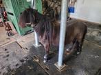 Shetlander Hengst 2 jaar oud . Prachtige papieren, Hengst, A pony (tot 1.17m), Recreatiepony, 0 tot 2 jaar
