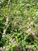 Lekker aarbeimunt stekjes aardbei munt plant stekken planten, Tuin en Terras, Ophalen, Zomer, Kruiden, Volle zon