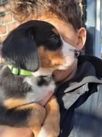 Nog één Grote Zwitserse Sennen reutje pup, Dieren en Toebehoren, 8 tot 15 weken, Meerdere, Nederland, Particulier