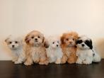Mooie Boomer pups ShihTzu x Maltezer ️, Dieren en Toebehoren, Honden | Chihuahua's en Gezelschapshonden, CDV (hondenziekte), Nederland