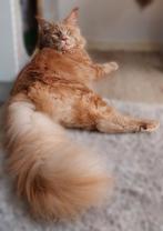 Maine coon dekkater, 0 tot 2 jaar