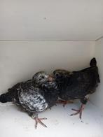 Jonge Scherens van gramberen met stamboom., Dieren en Toebehoren, Postduif
