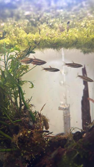 Dwerg potlootvisjes 5 stuks beschikbaar voor biedingen