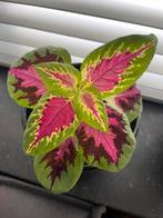 Rainbow coleus/siernetel, Ophalen, Overige soorten, Minder dan 100 cm