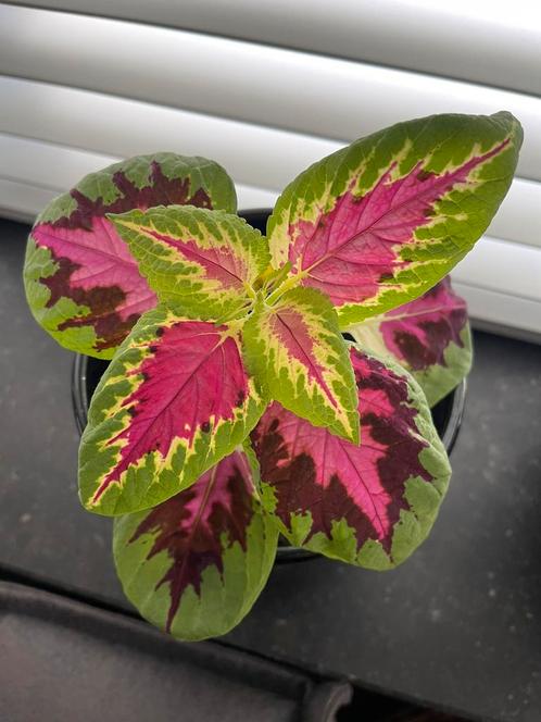 Rainbow coleus/siernetel, Huis en Inrichting, Kamerplanten, Overige soorten, Minder dan 100 cm, Ophalen