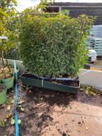 Portugese laurier kant en klaar hagen 100x80/100 cm hoog, Ophalen of Verzenden, Laurier