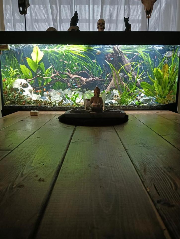 Aquarium Juwel rio 240liter (leeg) ophalen vandaag 150, Dieren en Toebehoren, Vissen | Aquaria en Toebehoren, Zo goed als nieuw