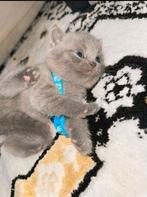 Britsekorhaar kittens, Dieren en Toebehoren, Katten en Kittens | Raskatten | Korthaar, Meerdere dieren, Ontwormd, 0 tot 2 jaar