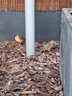 Damalijster poppen, Dieren en Toebehoren, Vogels | Overige Vogels, Vrouwelijk, Geringd