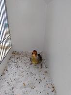 Bastaard putter man 2024 ,super zanger !, Mannelijk, Wildzangvogel, Geringd