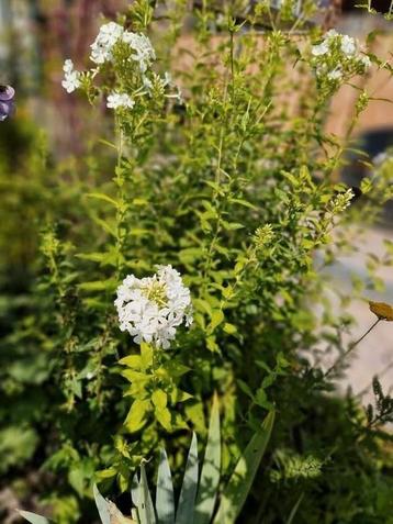 Phloxen, wit, vaste plant beschikbaar voor biedingen