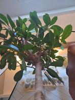 Afrikaanse vijgenboom met vijgen | Ficus cyathistipula, Ophalen, Ficus, Halfschaduw, In pot