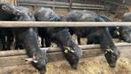 Waterbuffel kalfsvlees  pakketten van 10 kg, Diversen, Levensmiddelen, Ophalen
