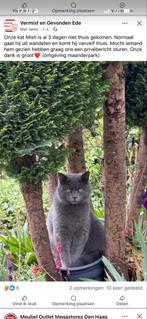 Kat vermist, Dieren en Toebehoren, Vermiste en Gevonden Dieren, Kat