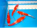 Kohaku koi, Dieren en Toebehoren, Vissen | Vijvervissen, Karper of Koi