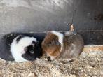 US Teddy en Rex zeugjes zijn op zoek naar een fijn huisje, Cavia, Juni, Vrouwelijk, Tam