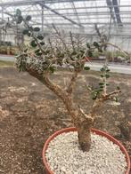 Caudex Alluaudia Comosa (Didierea Comosa) Madagaskar, Huis en Inrichting, Overige soorten, Ophalen of Verzenden, In pot, Minder dan 100 cm