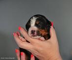 Berner Sennen Pups, Parvo, Overige rassen, 8 tot 15 weken, Meerdere