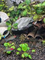 L nummers, Dieren en Toebehoren, Vissen | Aquariumvissen, Vis